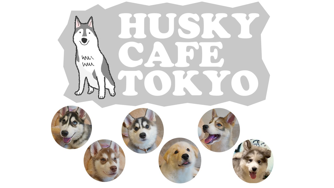日本第一家哈士奇寵物咖啡廳,「HUSKY CAFE TOKYO」讓你盡情與哈士奇近距離接觸