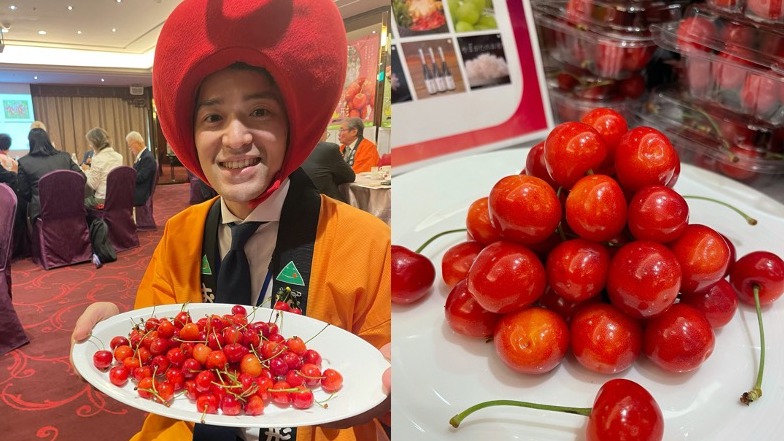 初夏的紅寶石!  飽滿厚實、甜美多汁「山形紅王」櫻桃正式進軍台灣