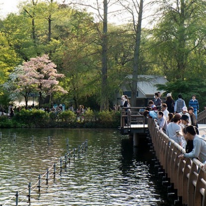 垃圾桶中藏著屍塊！日本著名的完美犯罪「井之頭公園分屍案」