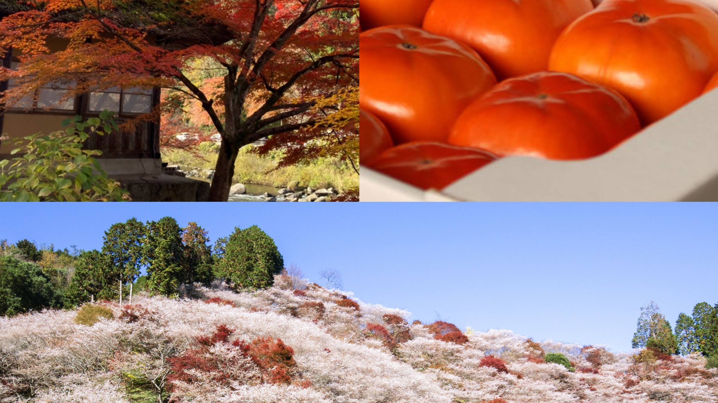 與紅葉絕景同框超夢幻!一天暢遊豐田市 豐田市巴士一日遊介紹