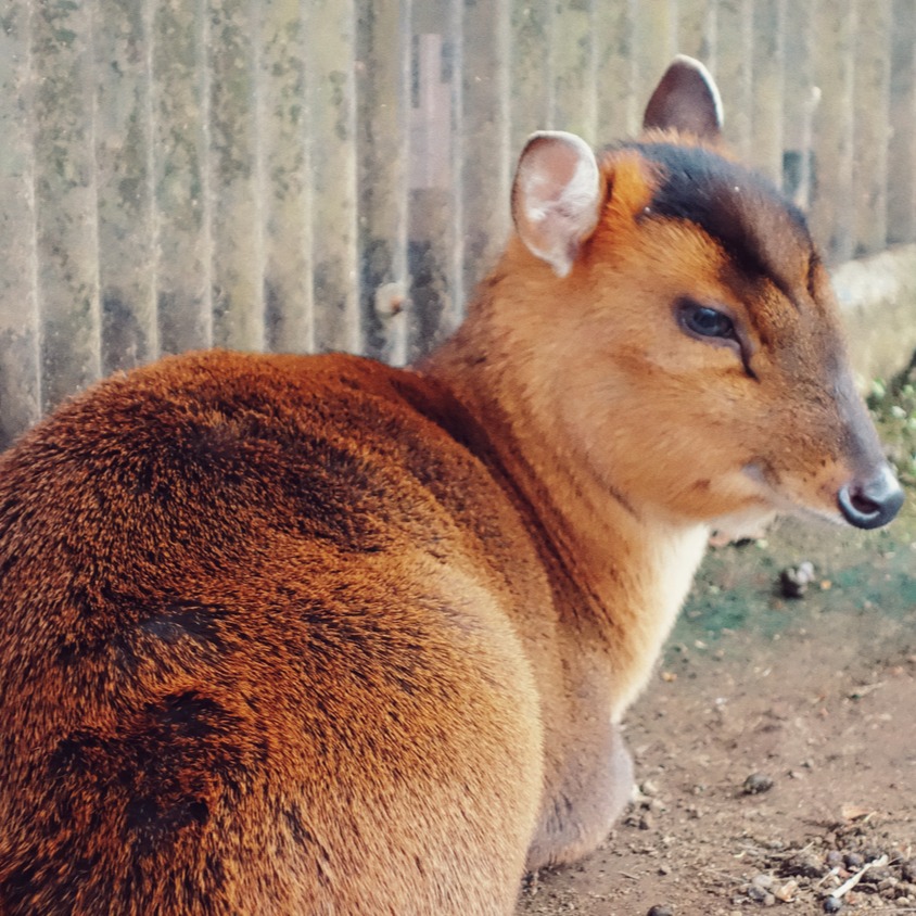 明明沒有熊棲息的千葉縣，卻因為這種動物而造成極大困擾