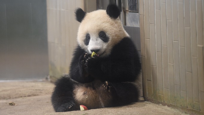 2022年東京自由行必去動物園Top5精選!全家出遊旅遊更好安排就看這篇