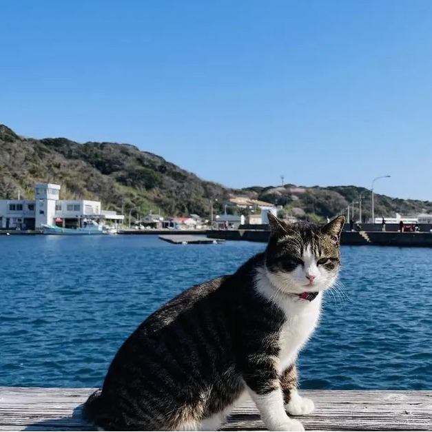享受被貓迷圍繞的幸福!福岡必去的貓島魅力盤點