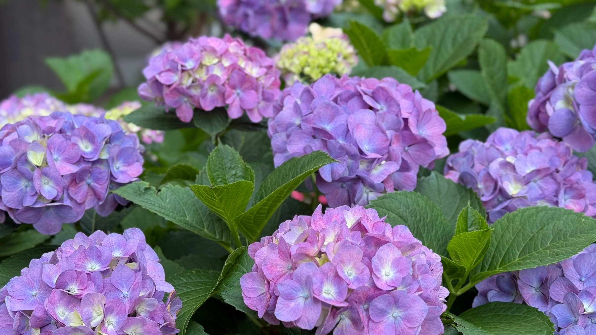 關東絕美紫陽花景點5選，東京近郊也有夢幻花海與雲海秘境