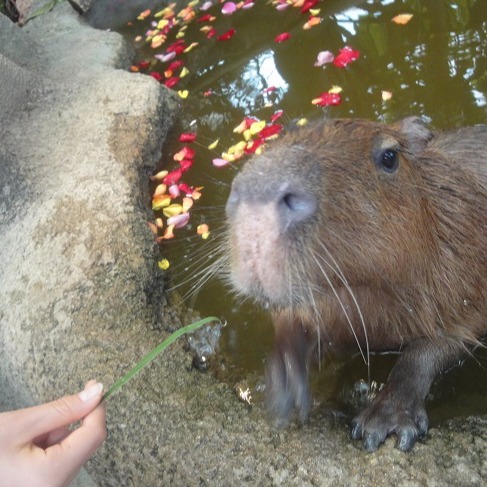 關西自由行最新超值票券「神戶觀光SMART PASSPORT」免接觸安心暢玩神戶共46個景點！