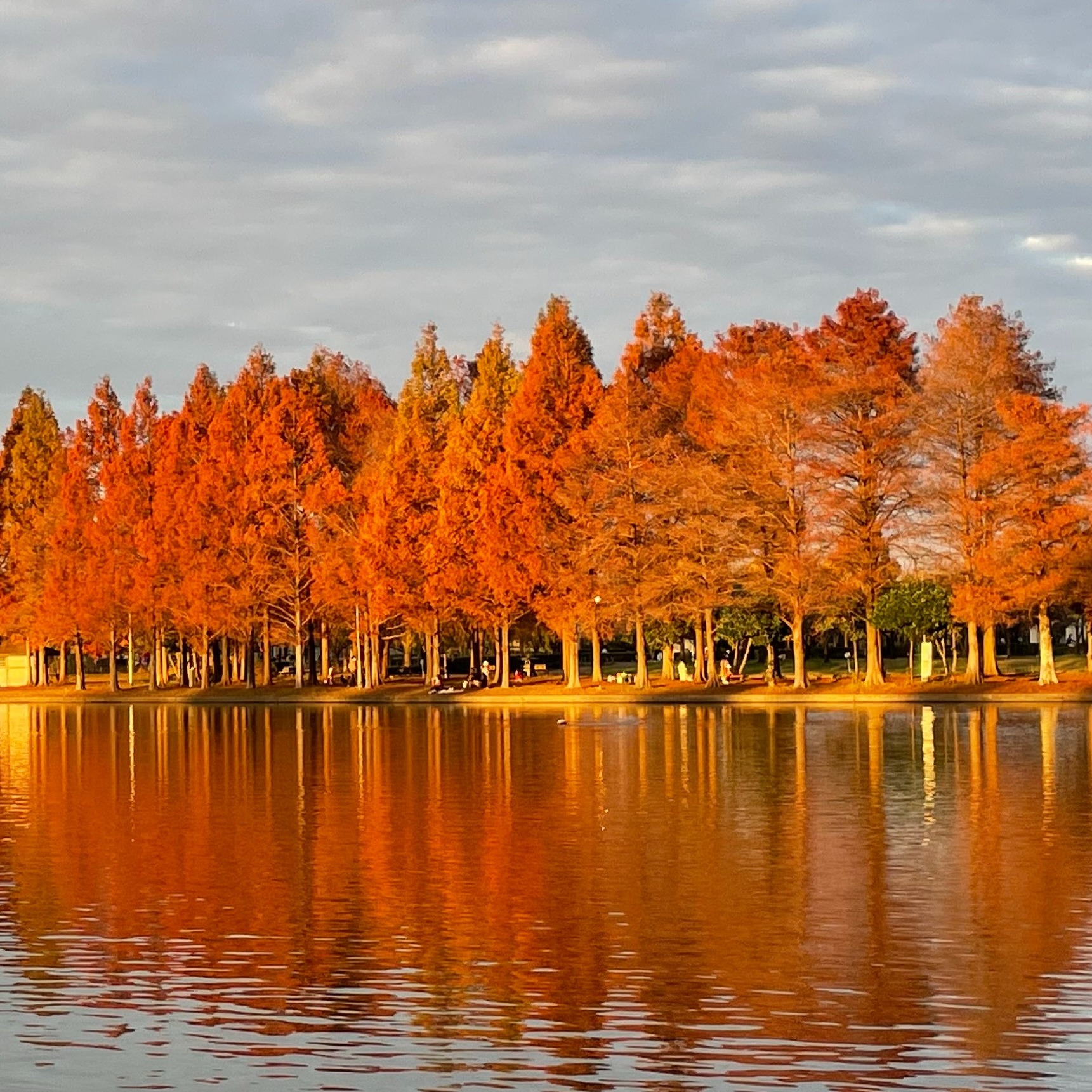 不只有賞楓、賞銀杏！日本秋季限定的絕美落羽松秘境「水元公園」