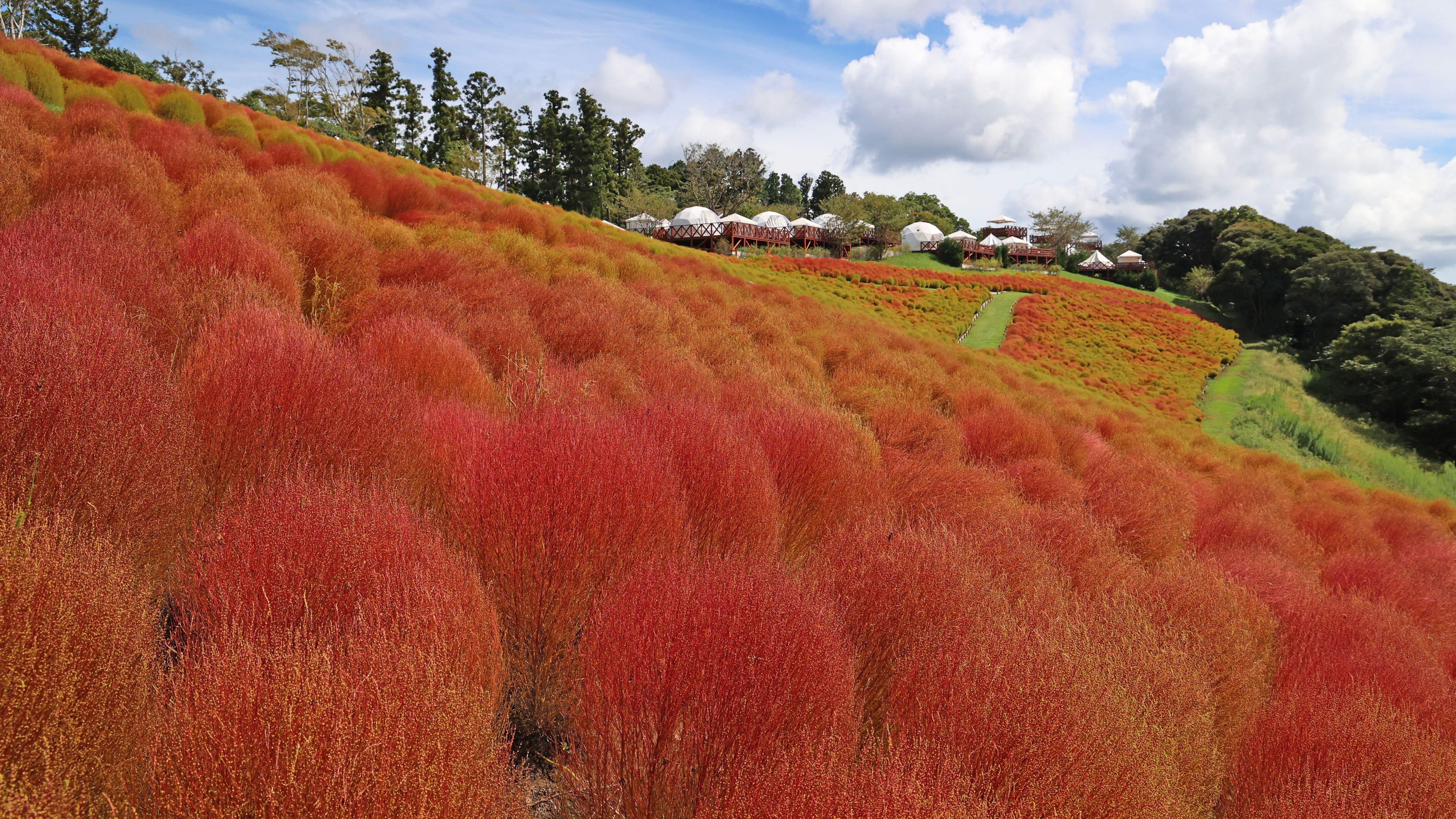 2023年日本賞紅葉必去!千葉Mother Farm 掃帚草夢幻景色早秋就能欣賞到