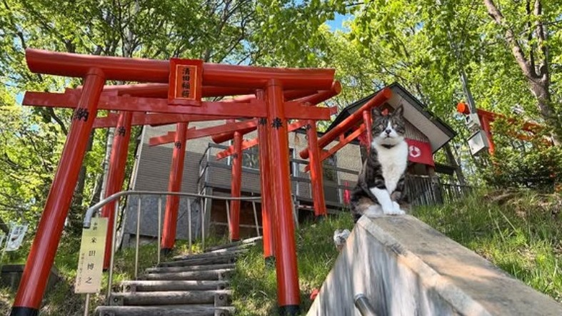 最療癒的猫詣體驗！黑貓控必朝聖的北海道清田稻荷神社