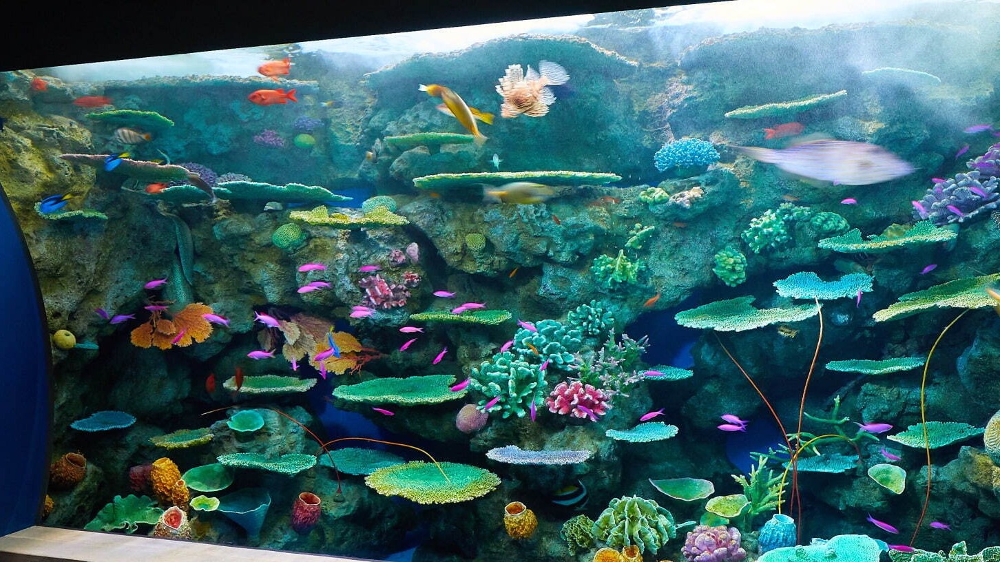 「神戸須磨海洋世界」整修完成,於須磨海浜水族園舊址開幕,西日本唯一有虎鯨的水族館