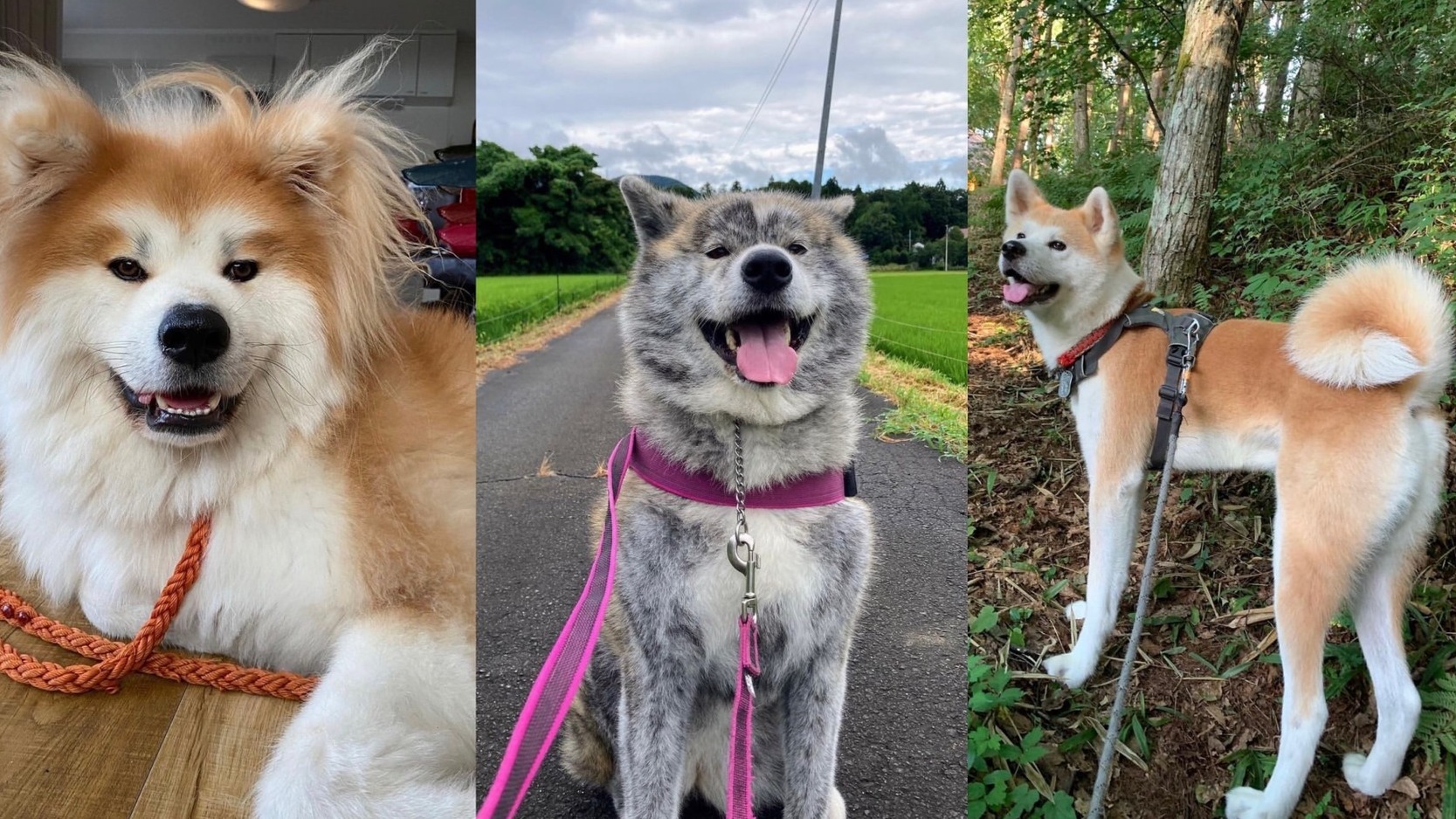 5個人氣秋田犬IG帳號!追蹤下去讓毛孩呆萌笑容療癒你
