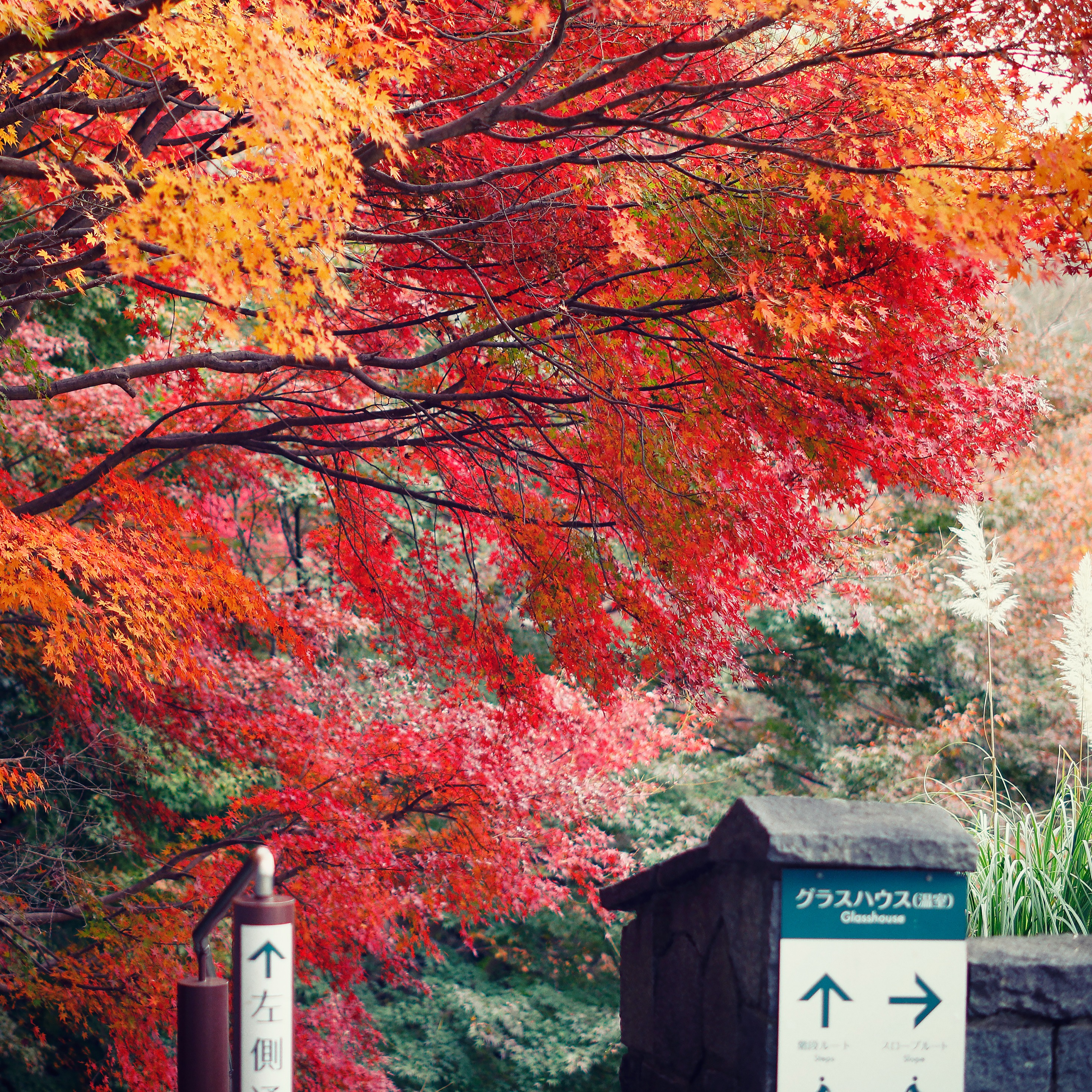 「神戶觀光SMART PASSPORT」一票在手暢玩神戶，楓葉季就來神戶賞楓，五大賞楓人氣景點推薦