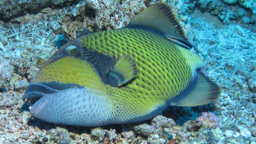 比鯊魚還危險？春夏季沖繩旅遊水中活動請務必注意「褐擬鱗魨」！