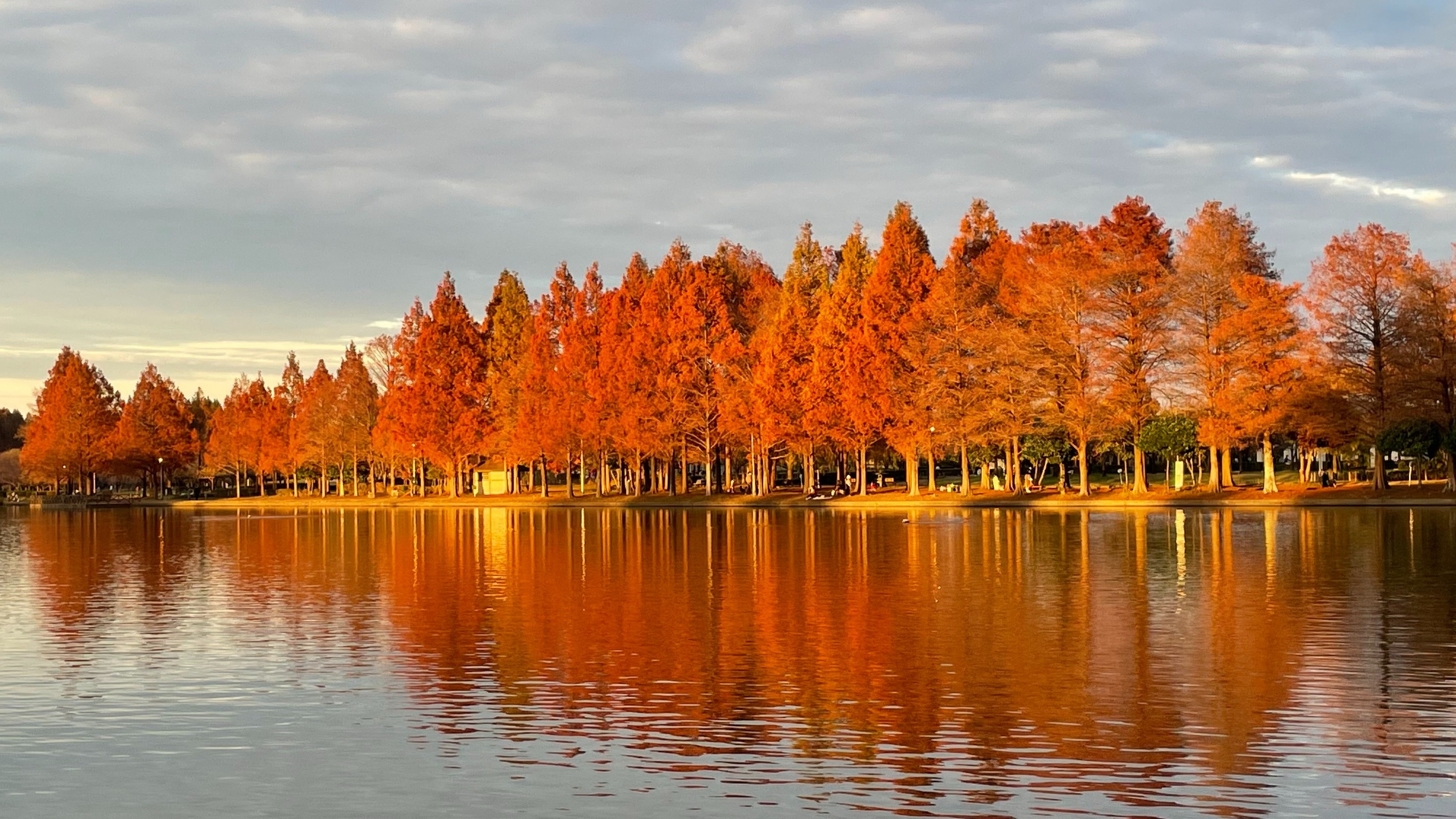不只有賞楓、賞銀杏！日本秋季限定的絕美落羽松秘境「水元公園」