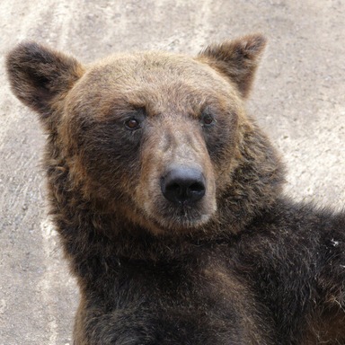採訪後立刻遭熊襲？日本熊頻繁出沒去賞楓請務必小心！