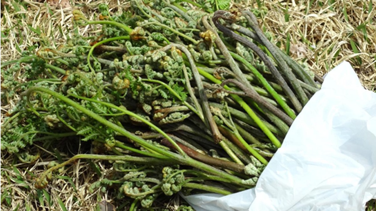 唯一線索僅有可疑的字條！你能解開詭異的未解懸案「長岡京採蕨殺人事件」嗎？