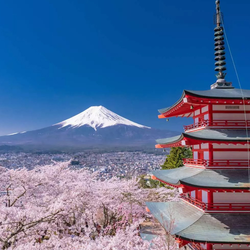 2025年日本賞櫻行程推薦！在台灣事先預約就能擁有特別又尊榮的的賞花體驗