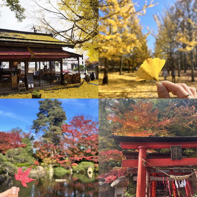 2025日本東北賞楓景點推薦下篇：絕美紅葉＆夢幻銀杏一起追起來！