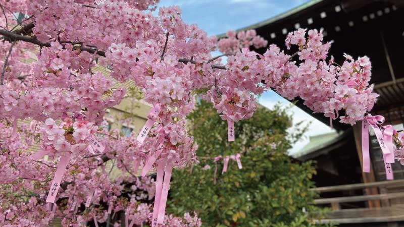 「河津櫻」綻放下的「櫻神宮」|粉色祈願緞帶環繞,春日限定的浪漫夢幻景致