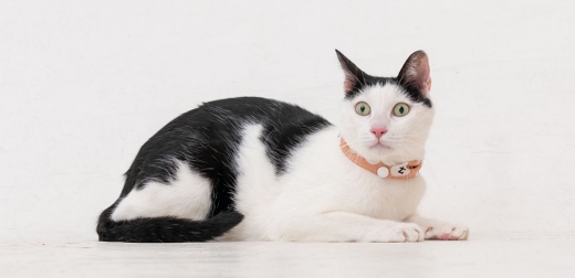 【今天換我推】日本遊戲在地化專案PM卡茲拉，用歌曲告訴你俗稱的「遊戲翻譯」是怎樣組團打怪完成！