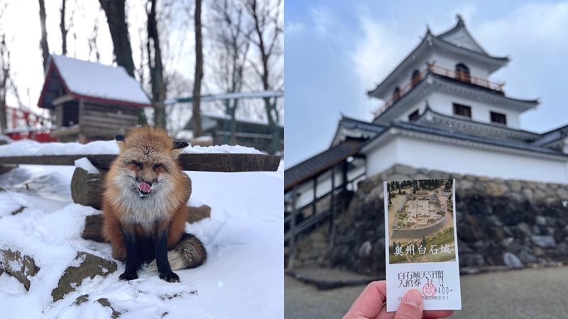雪地裡的圓滾滾狐狸們太可愛啦！宮城縣藏王狐狸村+白石城一日遊
