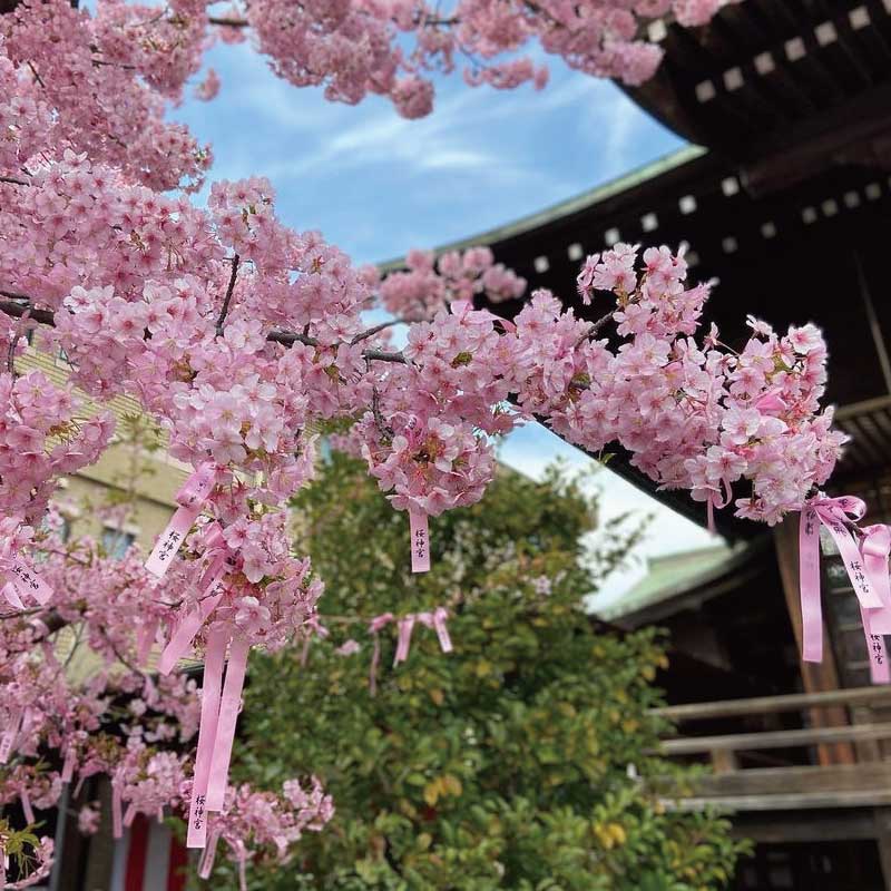 「河津櫻」綻放下的「櫻神宮」｜粉色祈願緞帶環繞，春日限定的浪漫夢幻景致