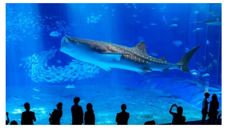 沖繩必去景點「美麗海水族館」,搭配巴士一日遊不會自駕也能玩遍沖繩!
