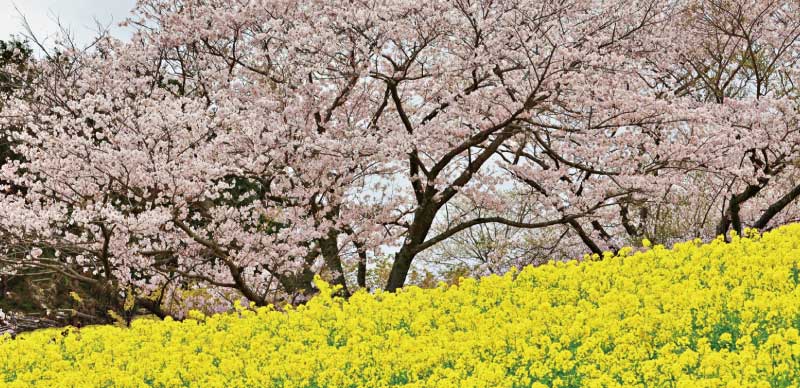欣賞粉色天空下的金黄地毯！精選關東5處「櫻花x 油菜花」春日限定景點