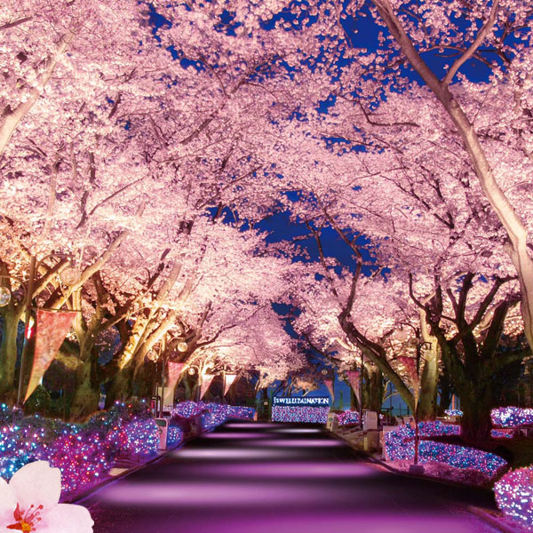 東京賞櫻秘境!東京都內規模最大級「讀賣樂園」夜櫻寶石燈飾秀必看