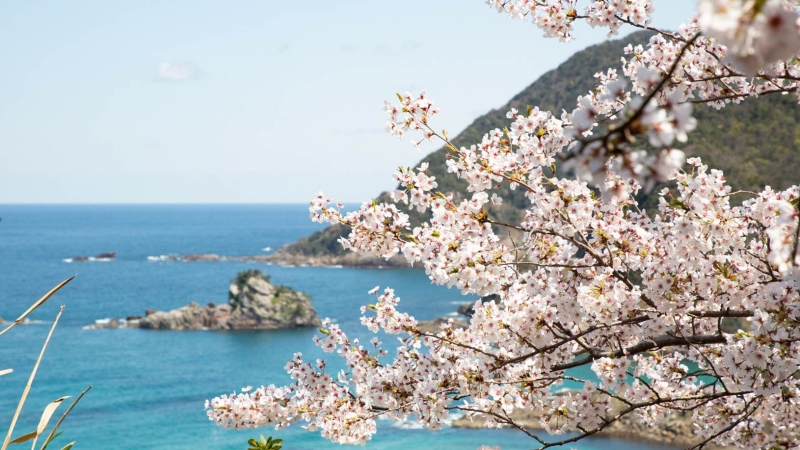 城崎溫泉春季賞櫻秘境及泡湯攻略 從京都出發只要2.5小時 集合台人旅日最愛兩大元素!