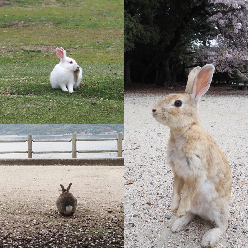 來廣島絕不能錯過的兔子島「大久野島」!全島700多隻兔子真的超萌