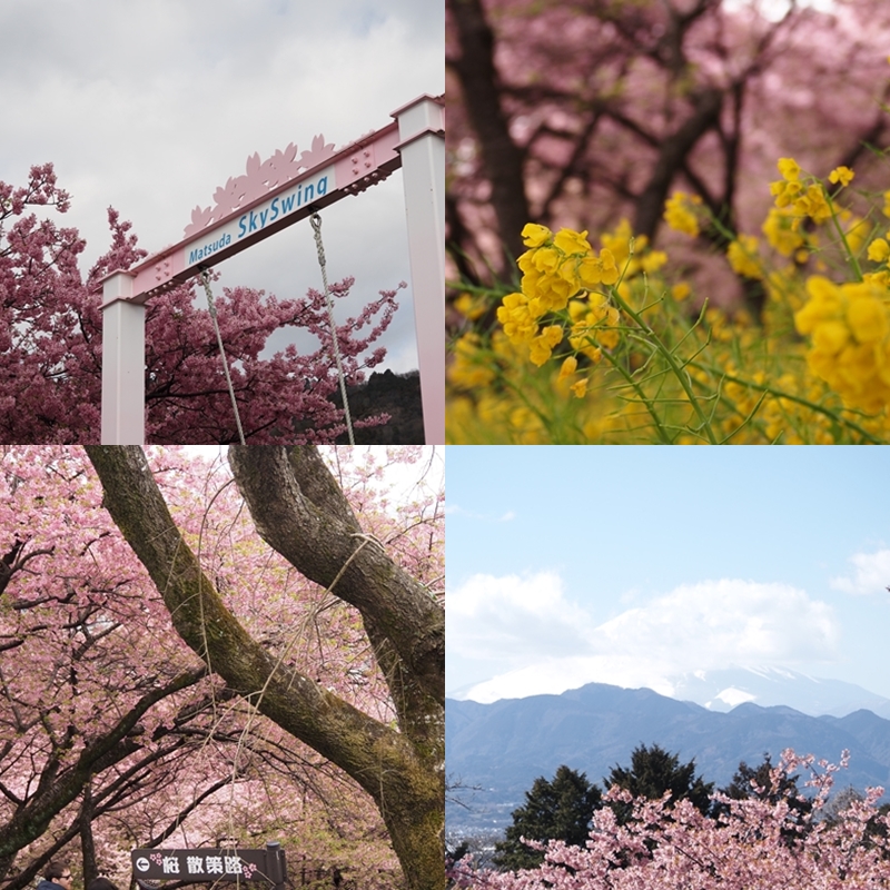 東京近郊河津櫻景點4選！油菜花×河津櫻一同綻放畫面太夢幻