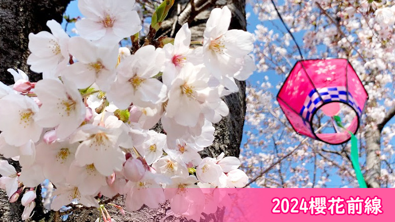 2024櫻前線分析,日本賞櫻攻略就看這一篇!