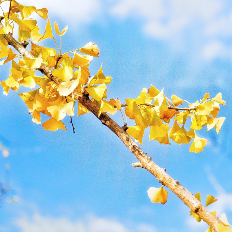 秋天去日本不只要賞楓，銀杏也不能錯過！去東京大學飽覽金黃美景