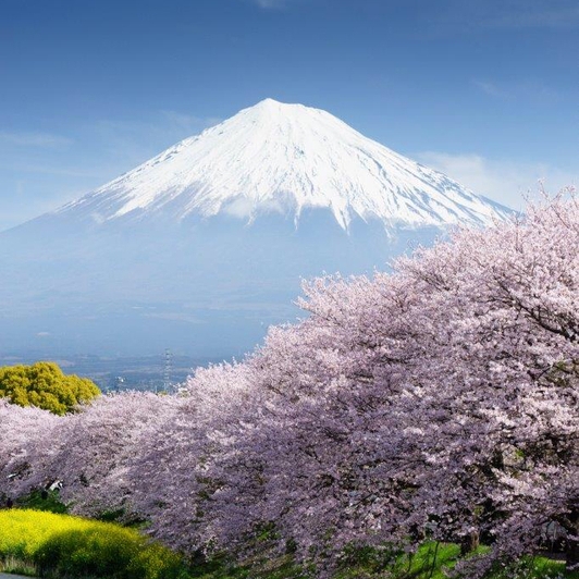 神秘盲盒巴士一日旅帶你看富士山美景！現摘水果還有BBQ，有吃有喝有逛有玩