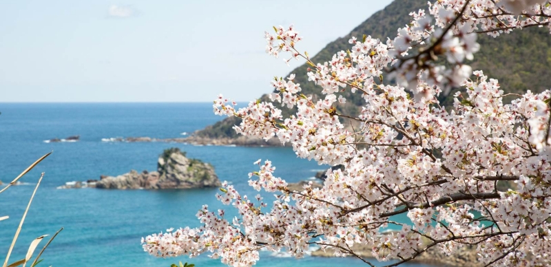 城崎溫泉春季賞櫻秘境及泡湯攻略 從京都出發只要2.5小時 集合台人旅日最愛兩大元素！