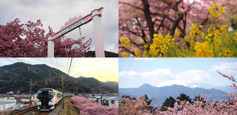 東京近郊河津櫻景點4選!油菜花×河津櫻一同綻放畫面太夢幻