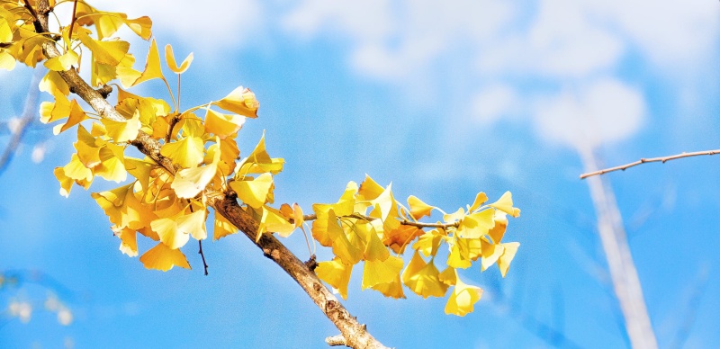秋天去日本不只要賞楓，銀杏也不能錯過！去東京大學飽覽金黃美景