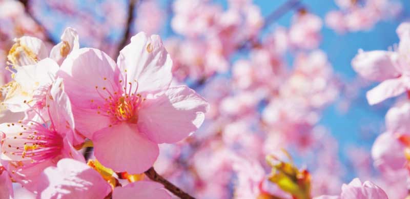東京都內河津櫻勝地五選，不必到近郊就可以欣賞到早春櫻花美景