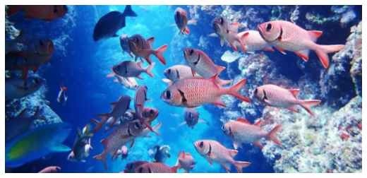 沖繩暢玩水上活動全攻略：潛水、浮潛、海上拖曳傘、滑翔傘、觀光船，盡情體驗日本熱帶天堂！