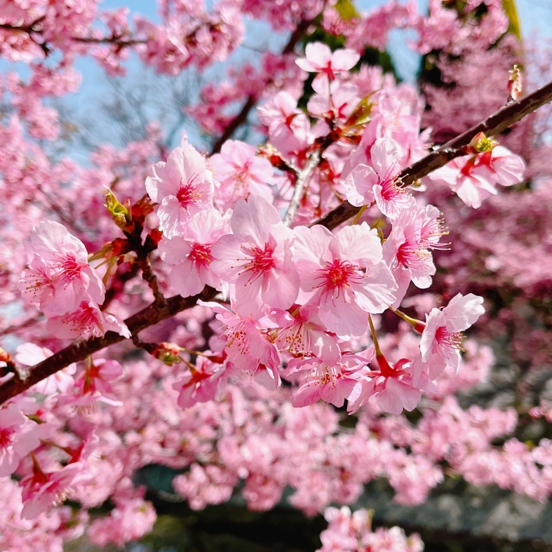 三月上旬就能賞櫻!「淀水路的河津櫻」關西地區最早開的櫻花名所