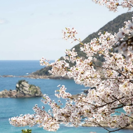 城崎溫泉春季賞櫻秘境及泡湯攻略 從京都出發只要2.5小時 集合台人旅日最愛兩大元素!