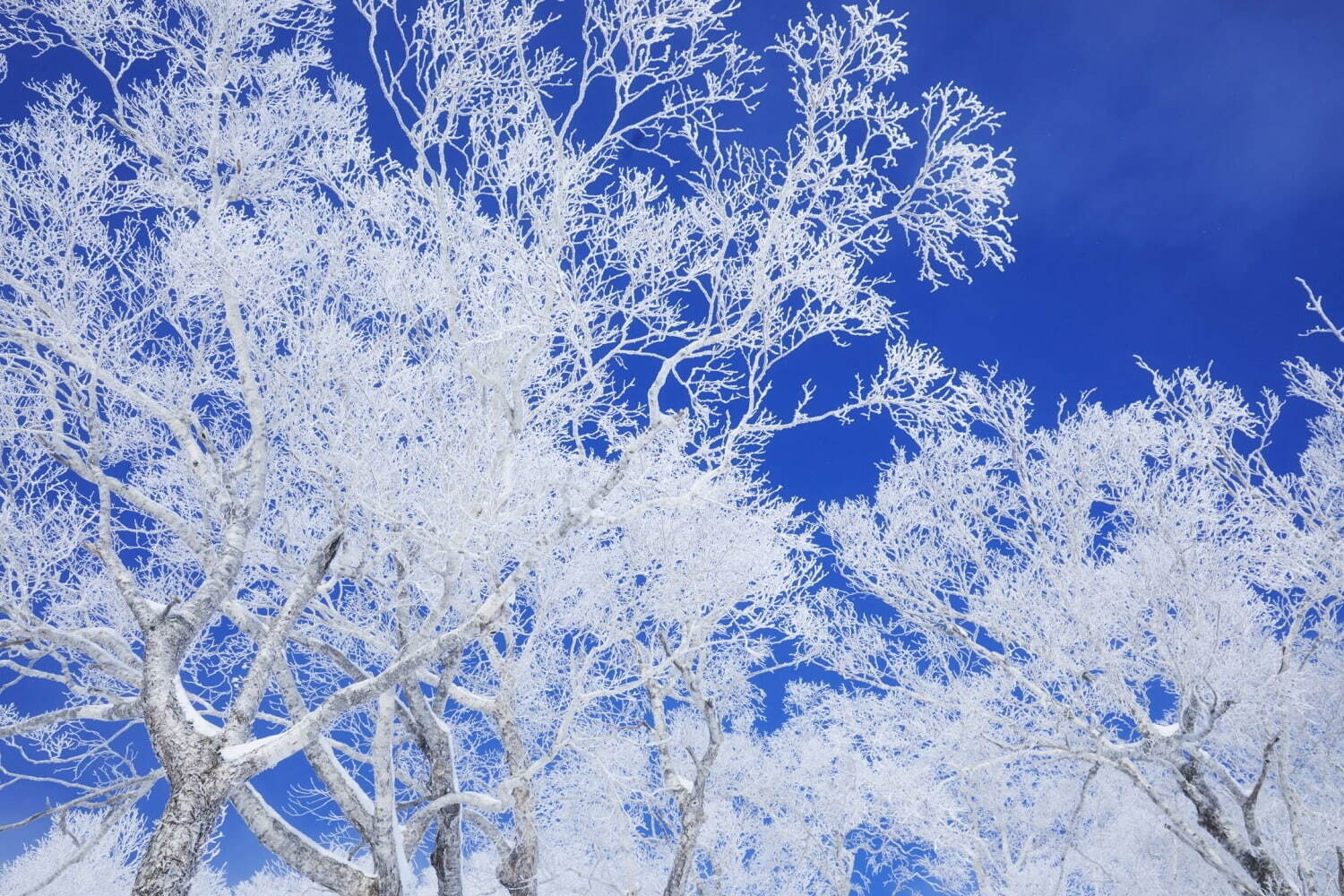 亞洲,日本,北海道,霧冰露台,星野渡假村,日本旅遊