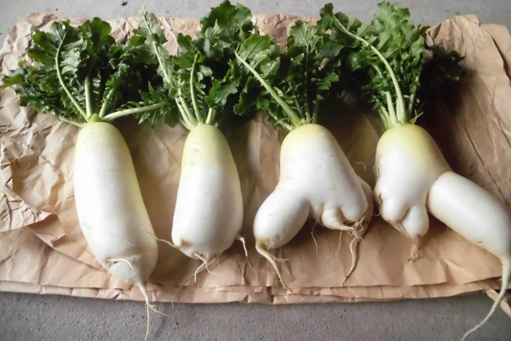 日本跨年白蘿蔔