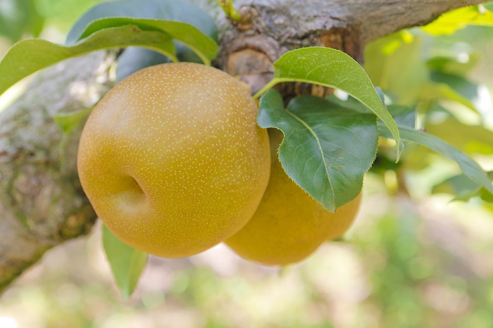 中秋送禮不送月餅改送夢幻水梨如何送鳥取縣產地直送的「新甘泉梨二十世紀梨」7