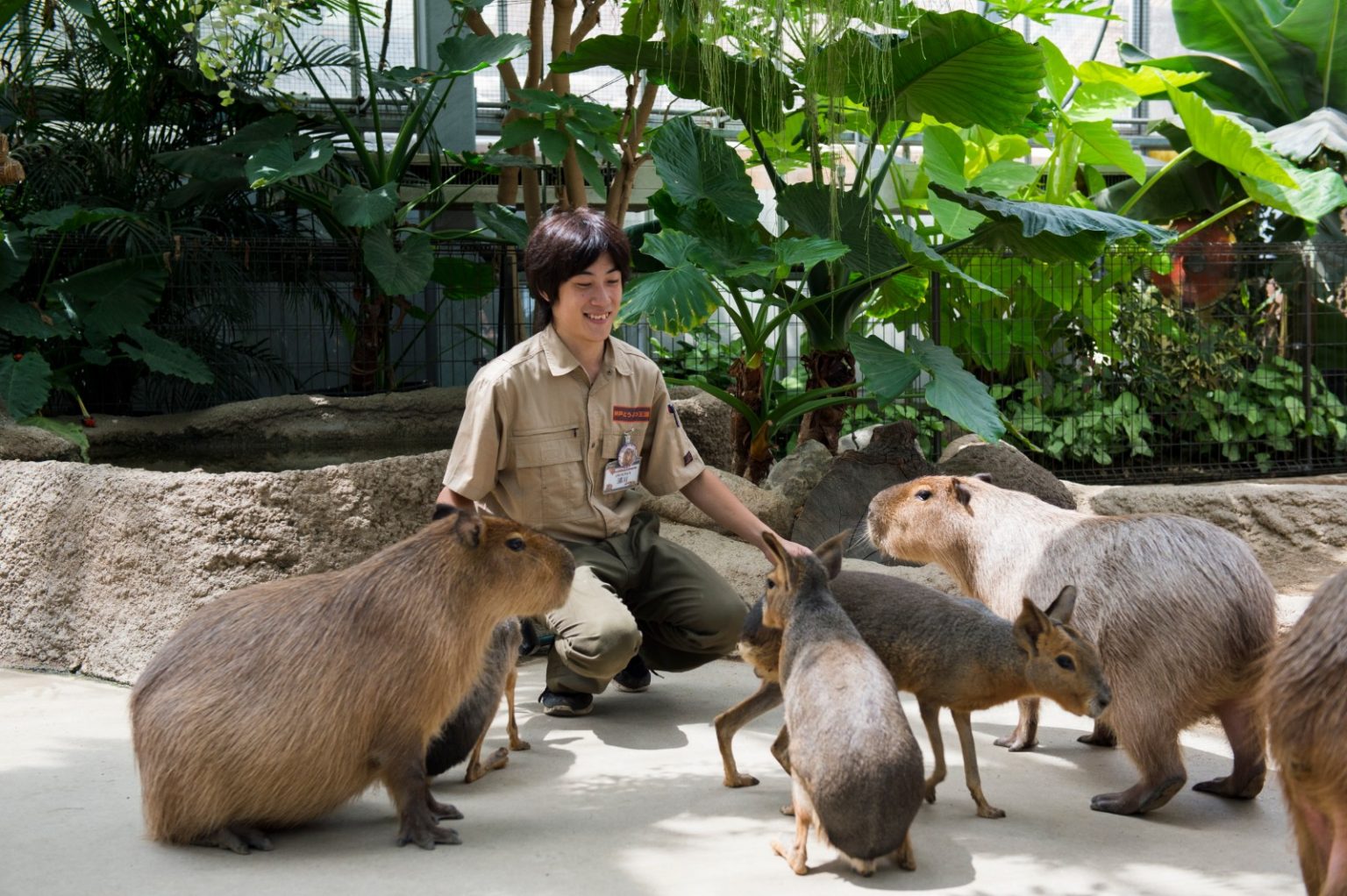 67+ 图片 水 豚 新的 37 盤點日本各地水豚動物園精選!邀請你進入溫泉、柚子、水豚的軟萌世界| Japaholic