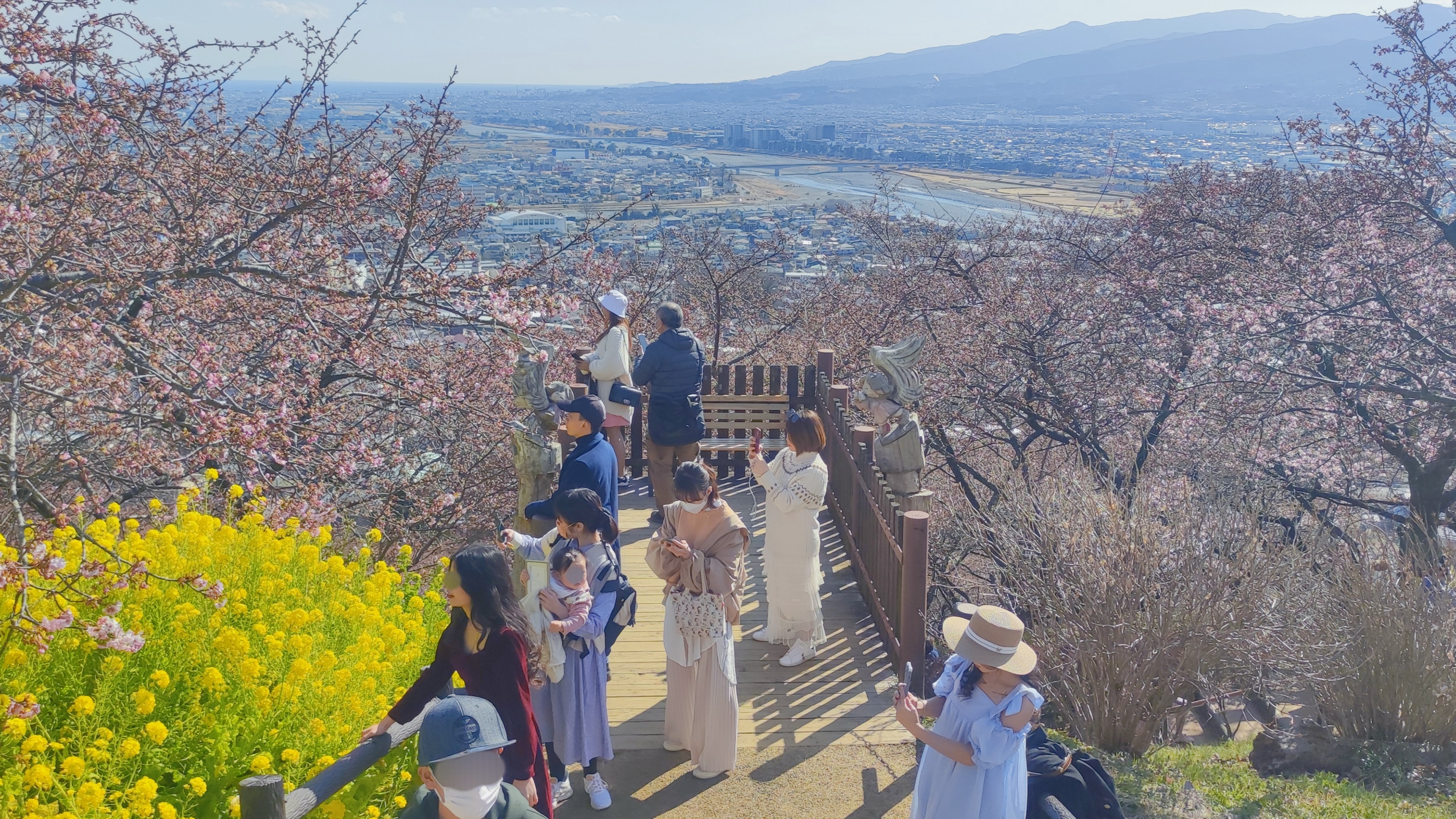 神奈川櫻花私房景點
