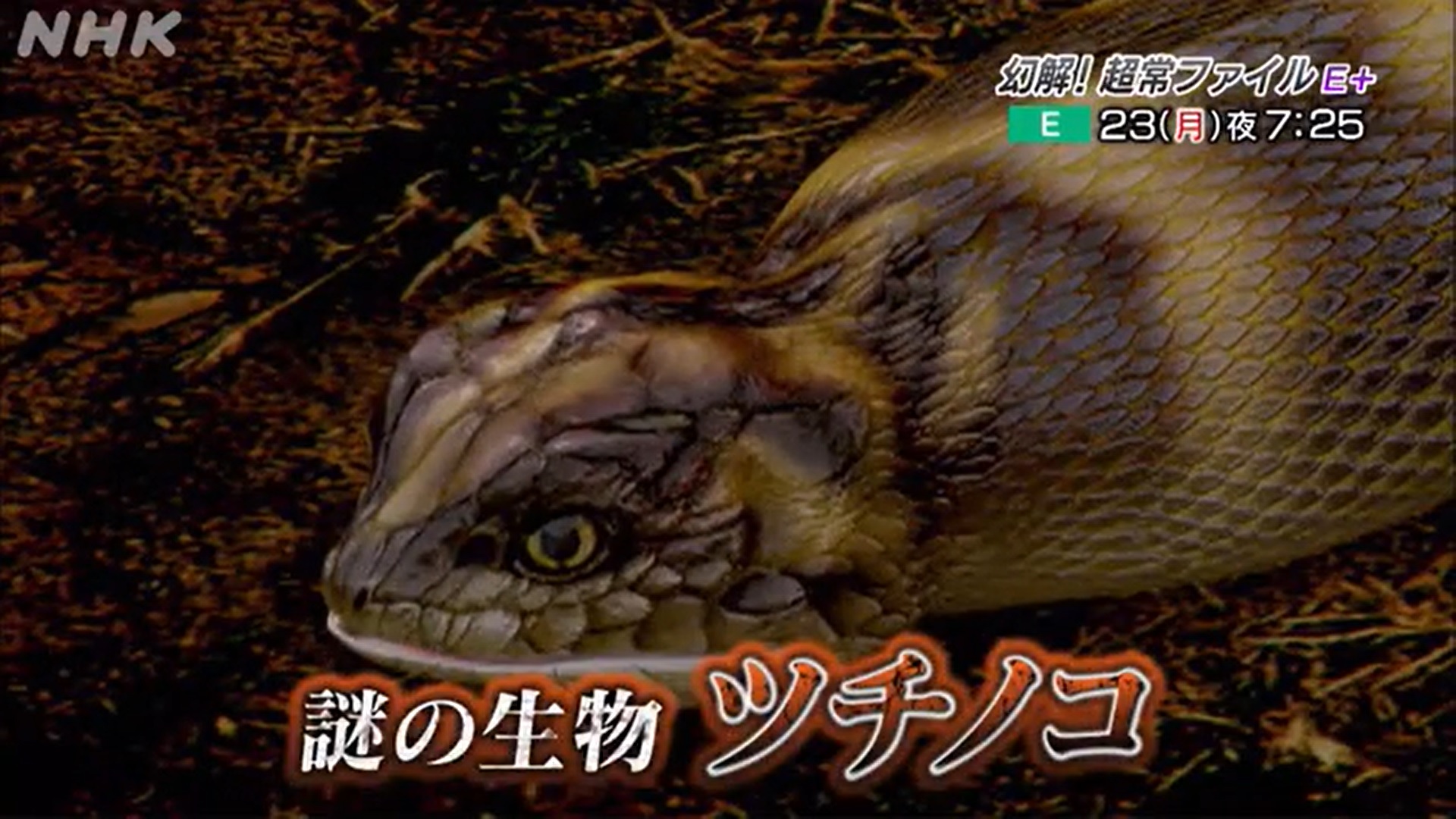 傳說級未確認生物野槌蛇