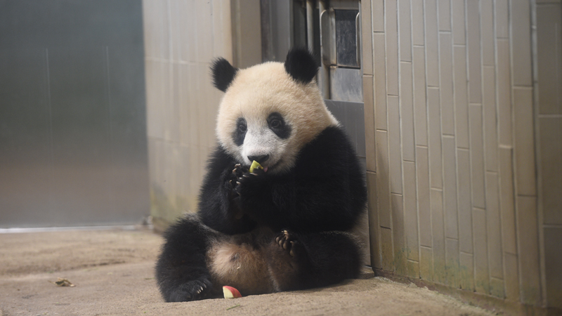 東京自由行必去動物園top5精選 不只有上野動物園 想被動物治癒安排行程更加便利 Japaholic