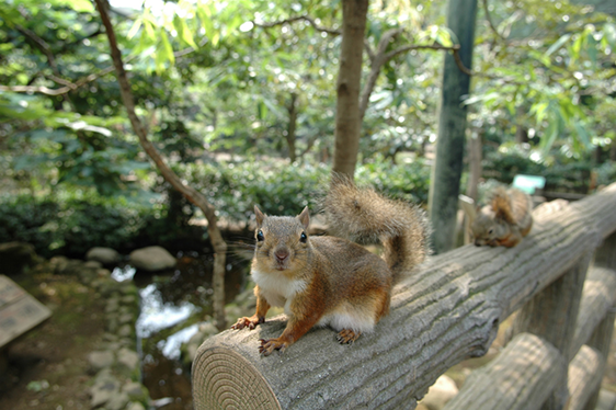 東京自由行必去動物園top5精選 不只有上野動物園 想被動物治癒安排行程更加便利 Japaholic