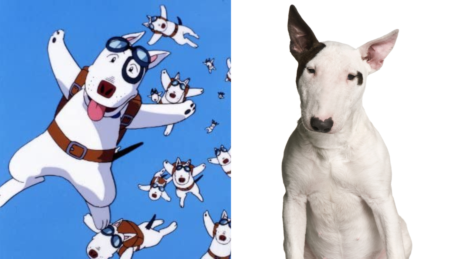 57+ 图片 狗 新的 39 安妮亞的愛犬是哪種狗?你認得這些動畫狗狗的原型嗎| Japaholic